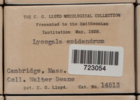 Lycogala epidendrum image